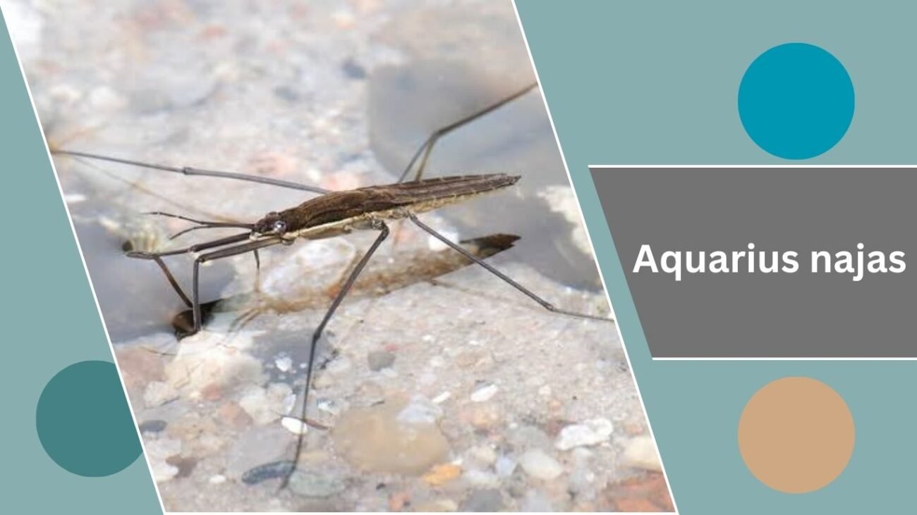 Aquarius najas