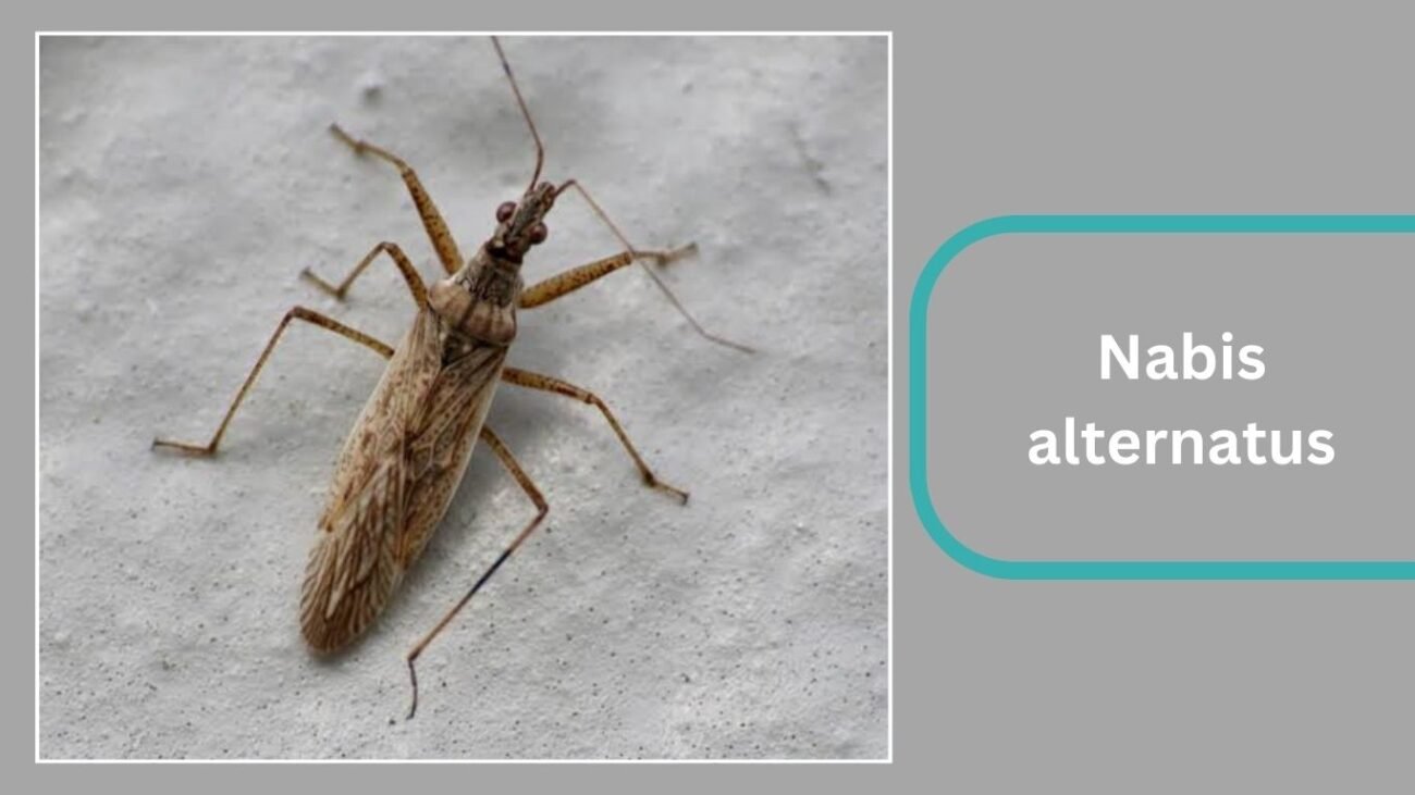 Nabis alternatus