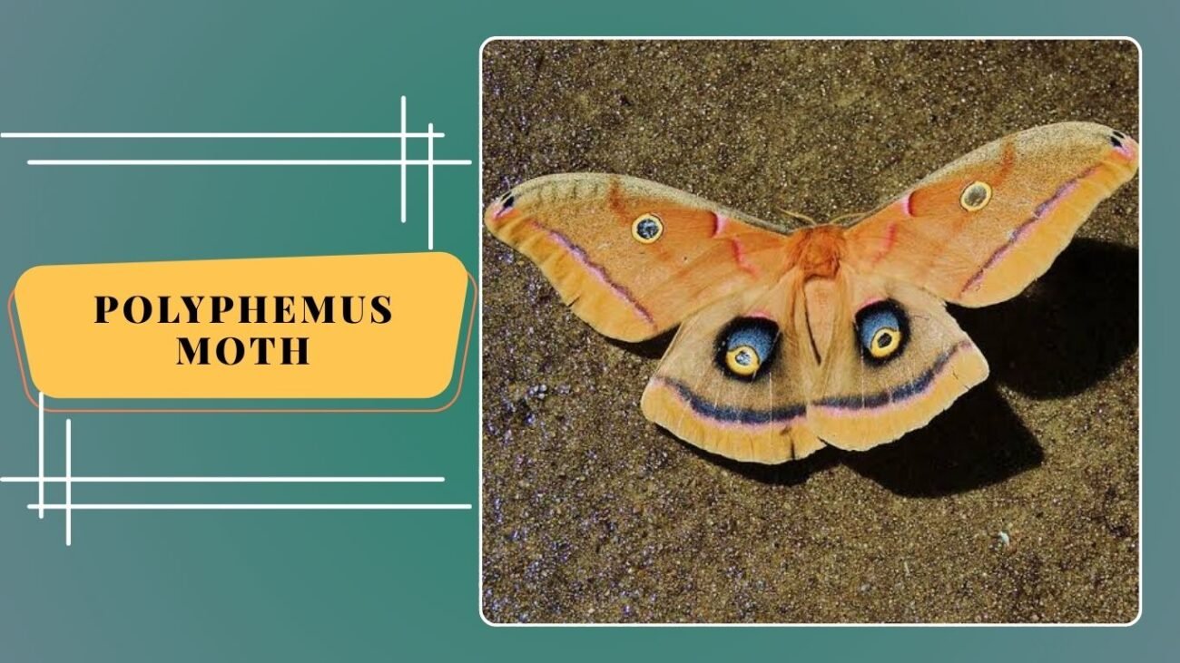 Polyphemus Moth (Antheraea polyphemus)