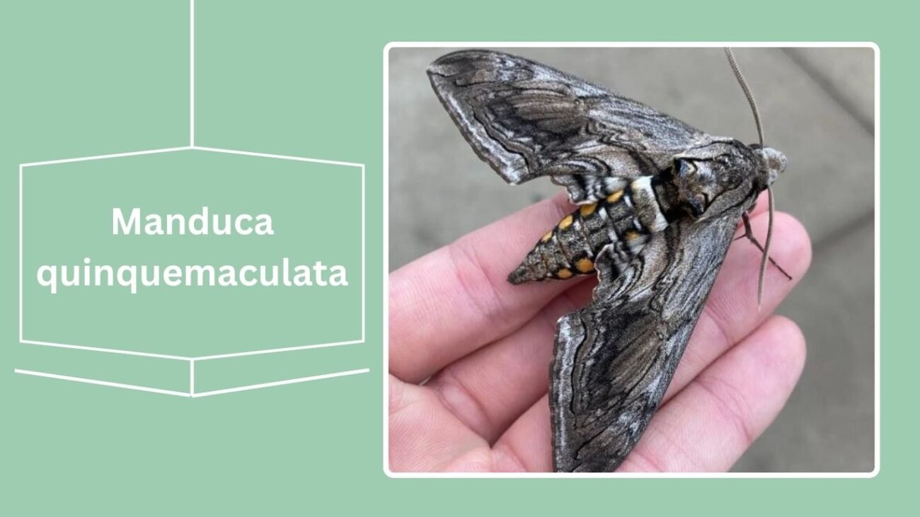 Manduca quinquemaculata (Five-spotted Hawk Moth)