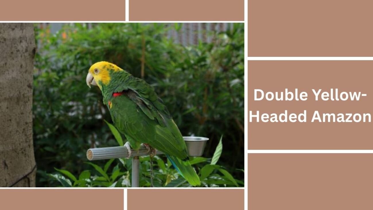 Double Yellow-Headed Amazon