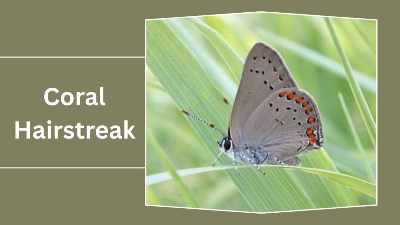 Coral Hairstreak