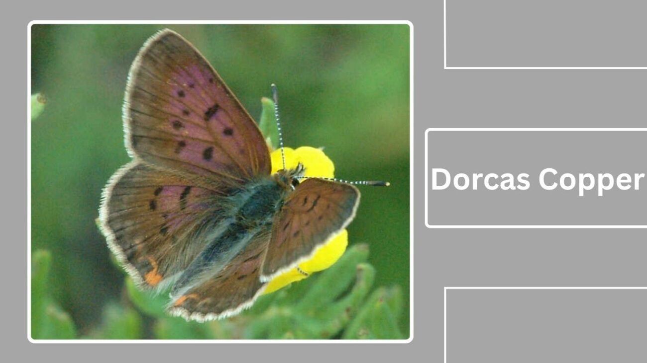Dorcas Copper (Lycaena dorcas)