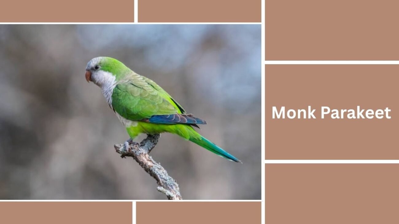 Monk Parakeet (Quaker Parrot)