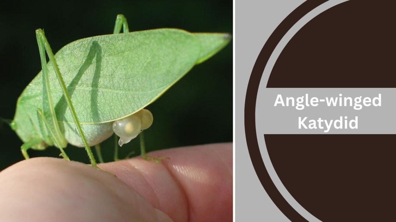  Angle-winged Katydid
