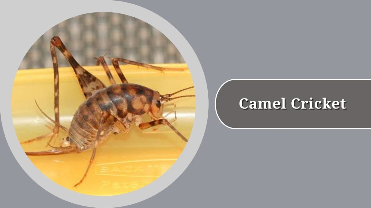 Camel Cricket