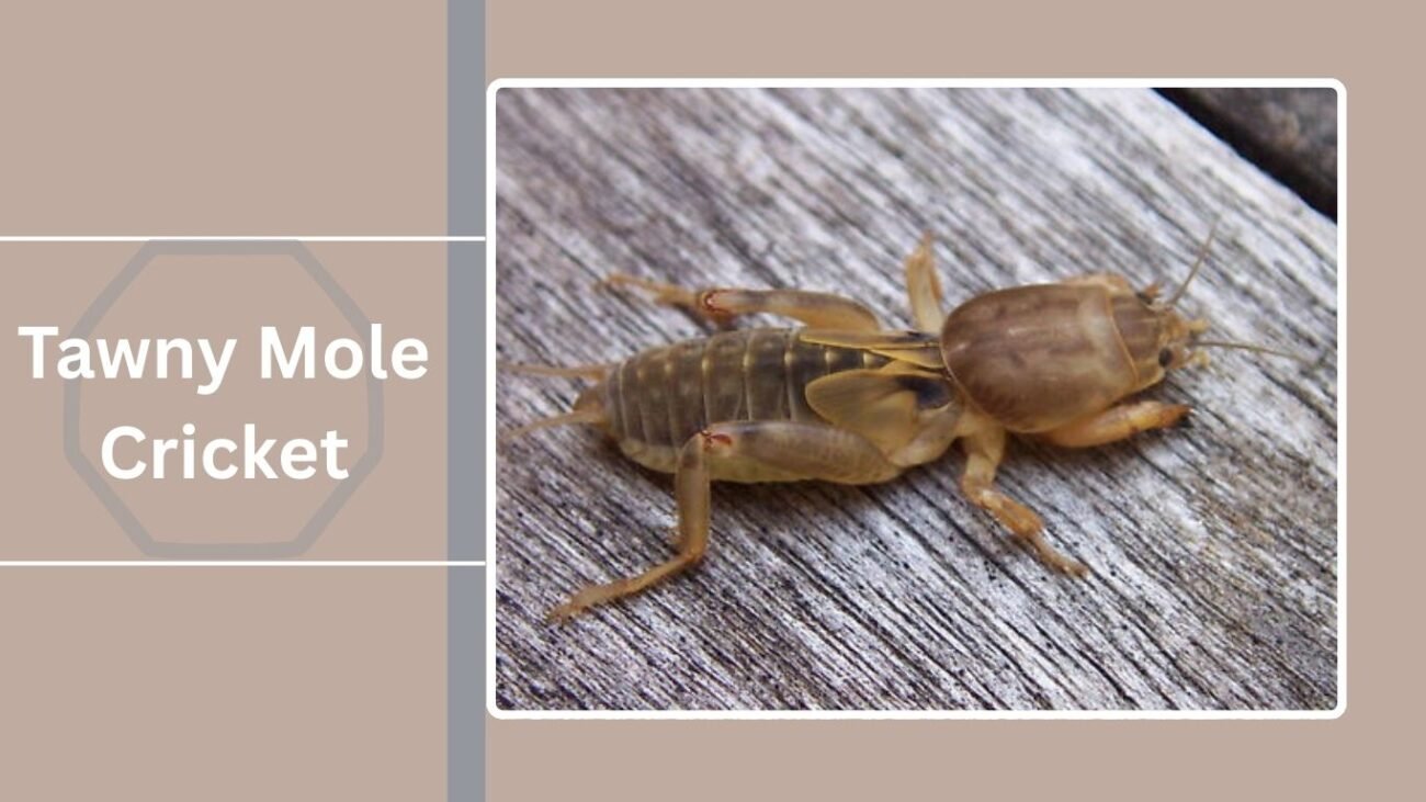 Tawny Mole Cricket