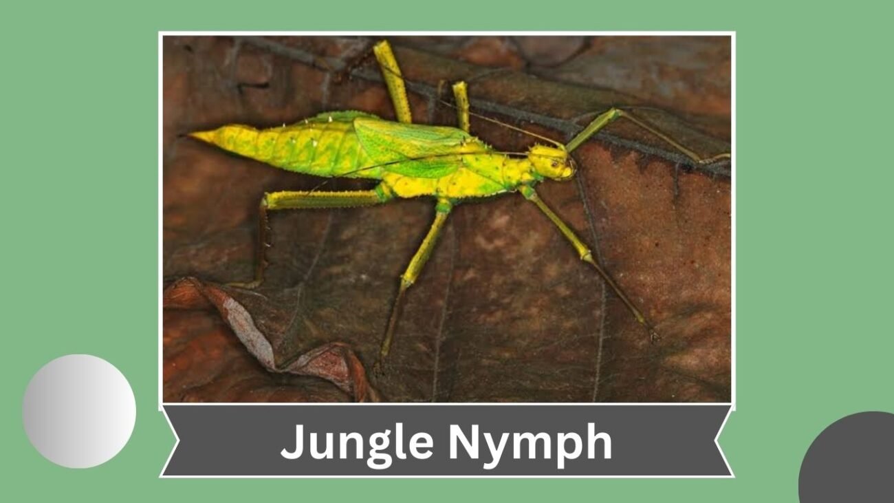 Jungle Nymph (Heteropteryx dilatata)