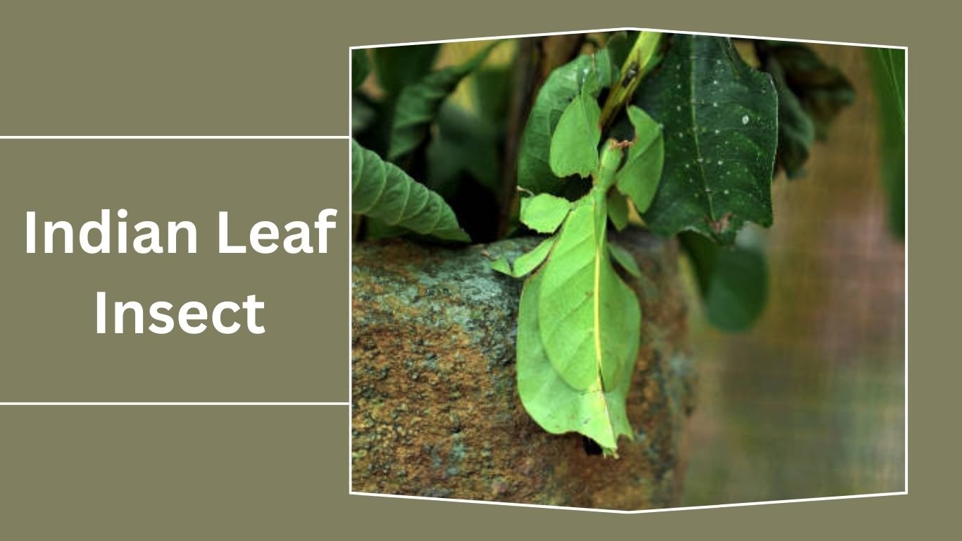 15 Types of Leaf Insect: Identification With Picture