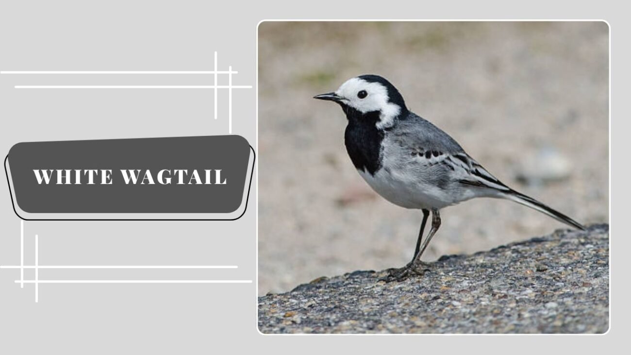  White Wagtail