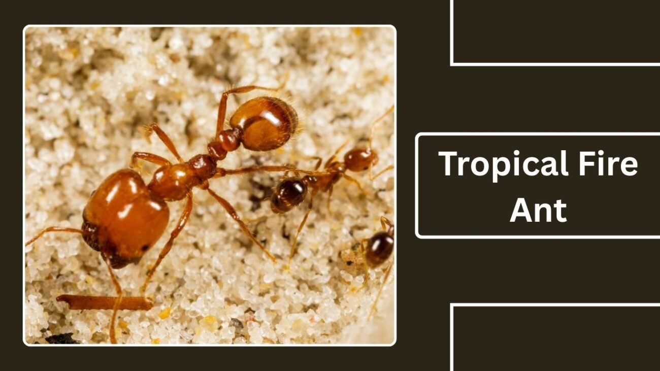 Tropical Fire Ant