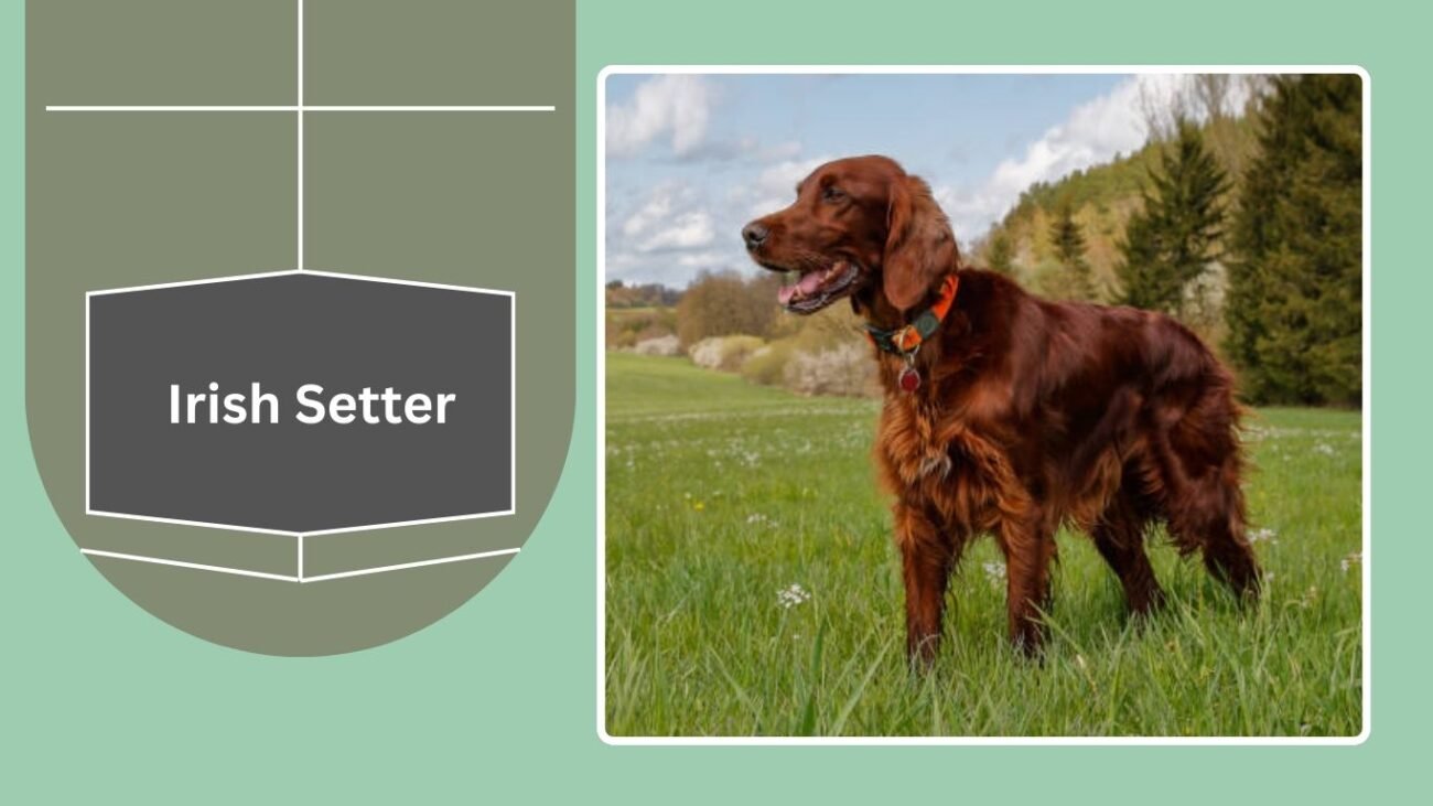 Irish Setter