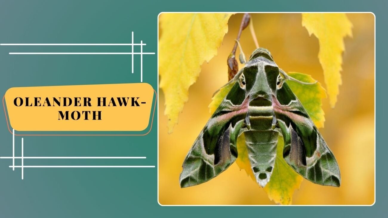 Oleander Hawk-Moth (Daphnis nerii)