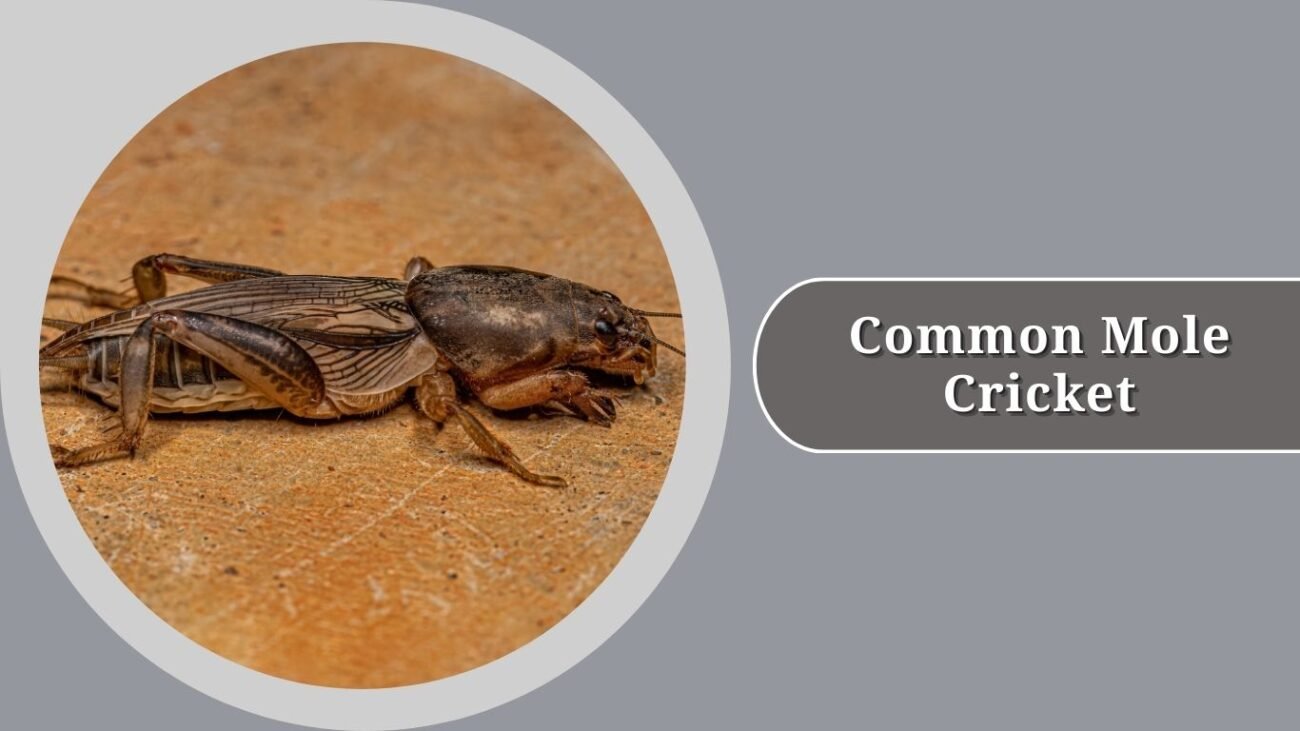 Common Mole Cricket