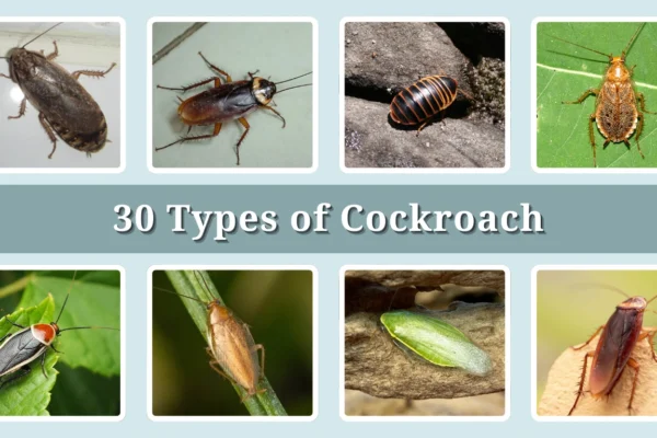 30 Types of Cockroach Identification, Habitat, Behavior, Diet and Lifecycle
