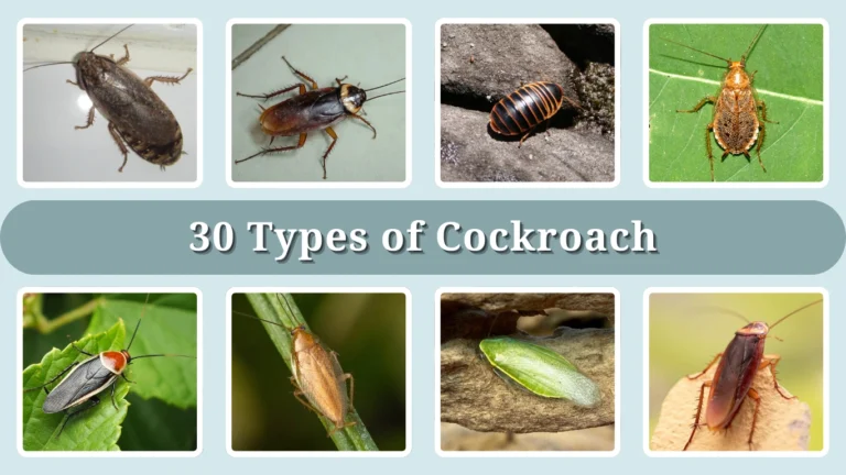 30 Types of Cockroach: Identification, Habitat, Behavior, Diet and Lifecycle