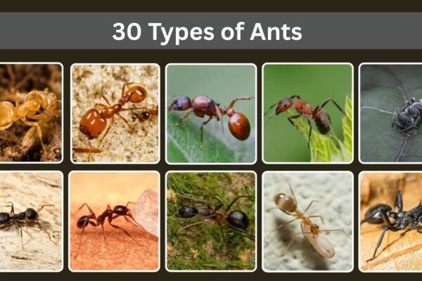 30 Types of Ants