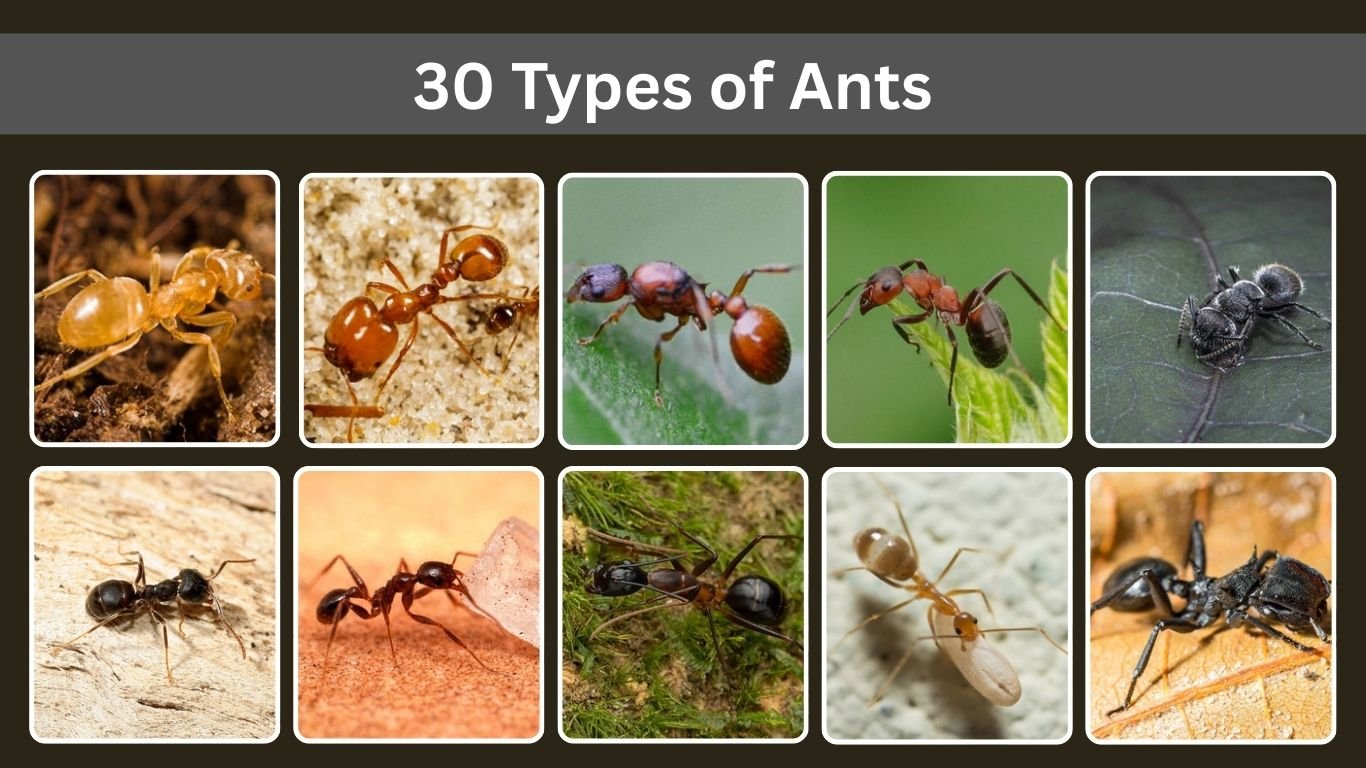 30 Types of Ants