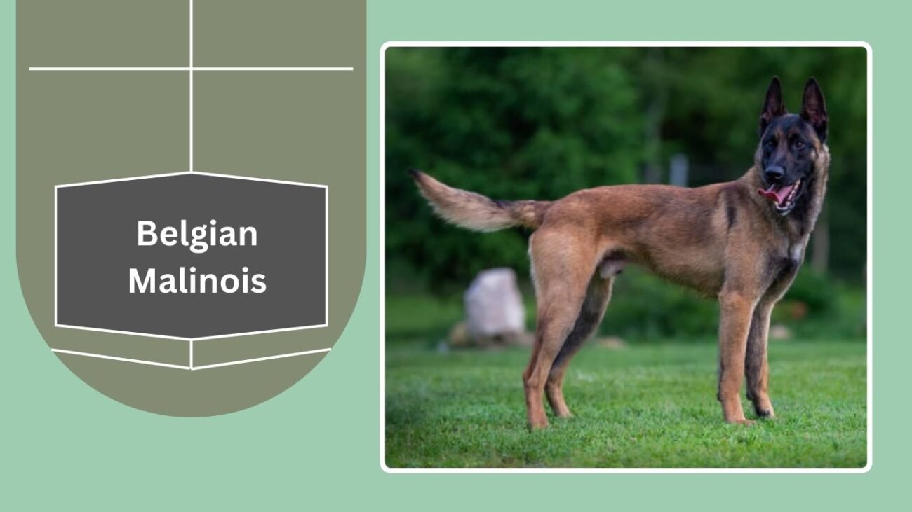 Belgian Malinois