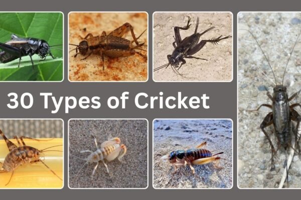 30 Types of Cricket
