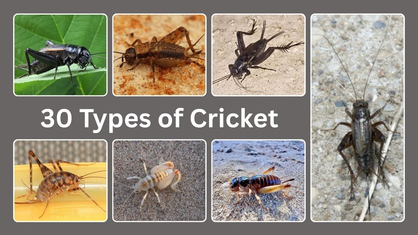 30 Types of Cricket
