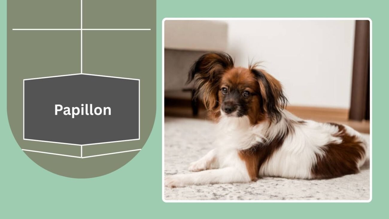 Papillon
