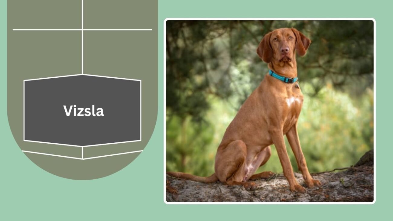 Vizsla