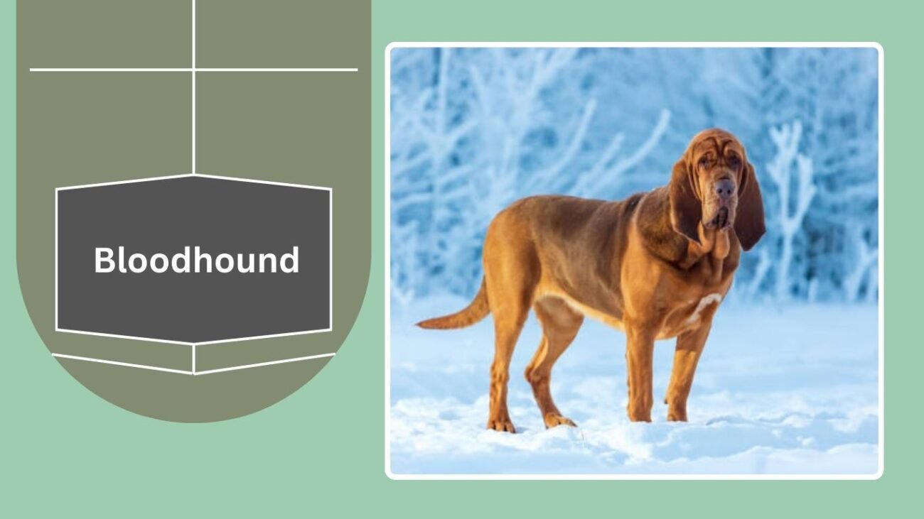 Bloodhound