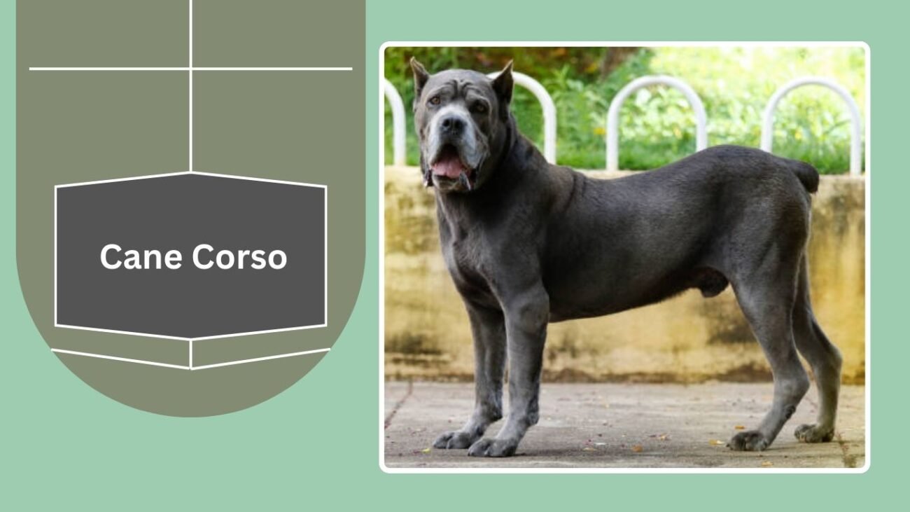 Cane Corso