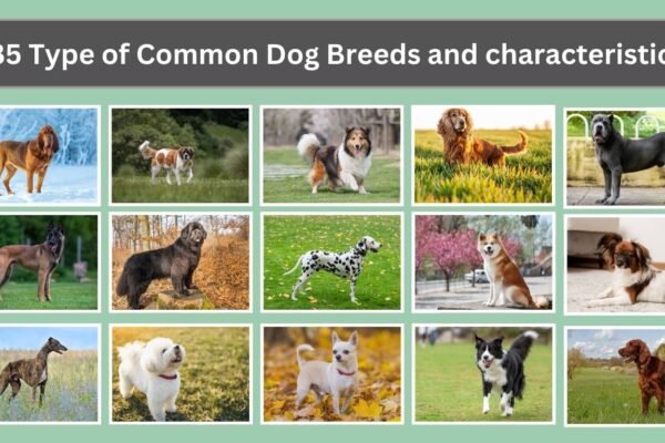 35 Type of Common Dog Breeds and characteristics