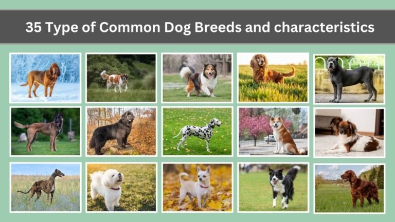 35 Type of Common Dog Breeds and characteristics