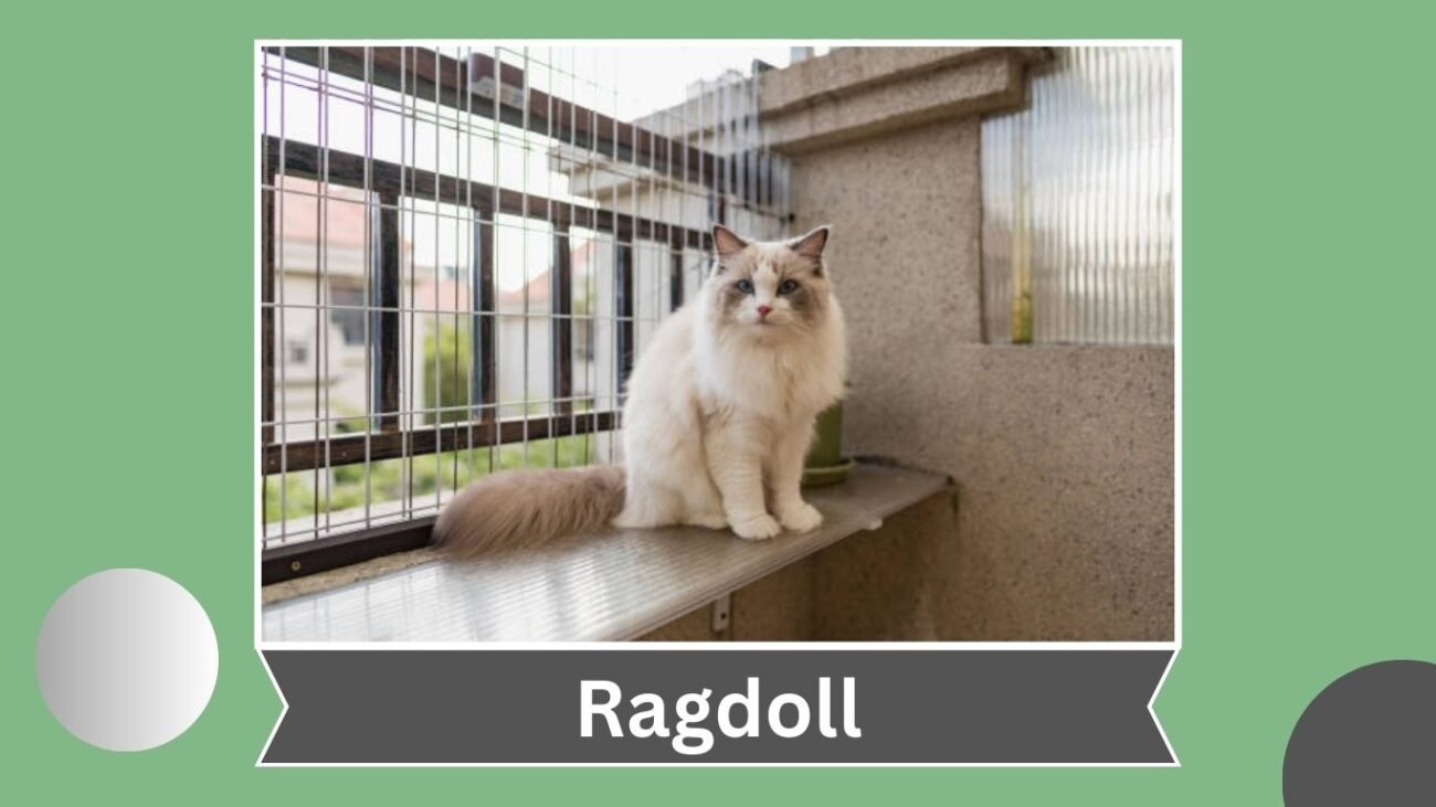 Ragdoll