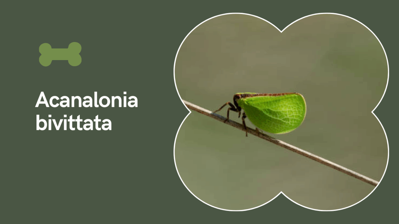 Acanalonia bivittata