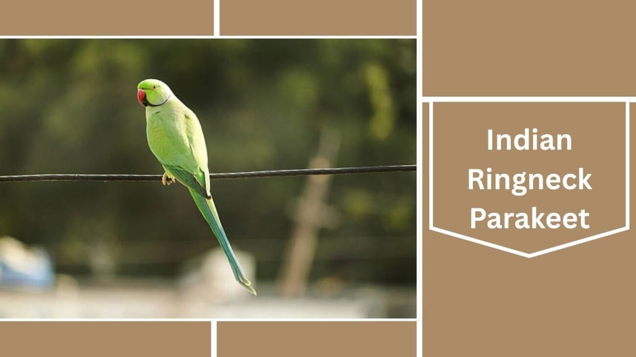 Indian Ringneck Parakeet