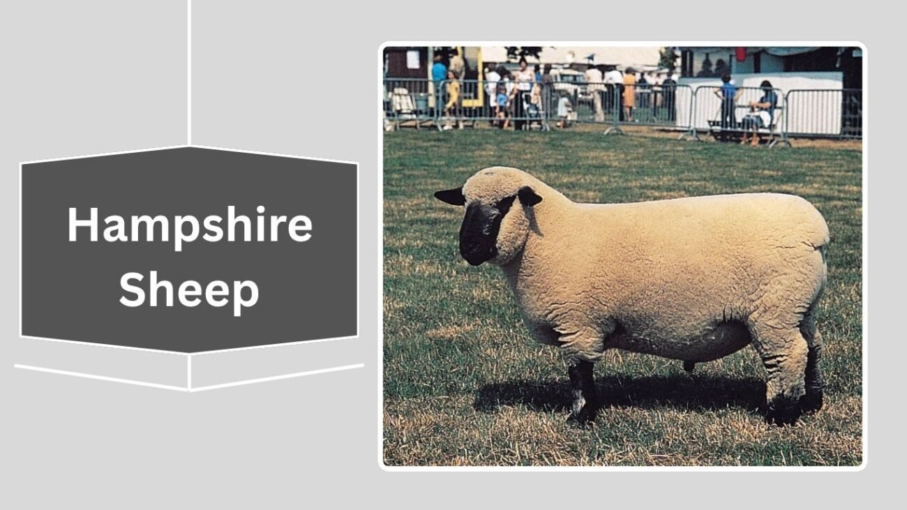 Hampshire Sheep