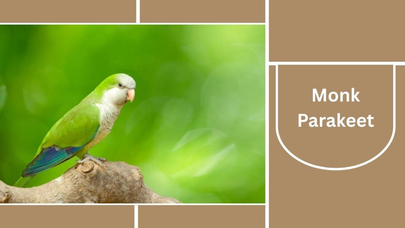 Monk Parakeet (Quaker Parrot)