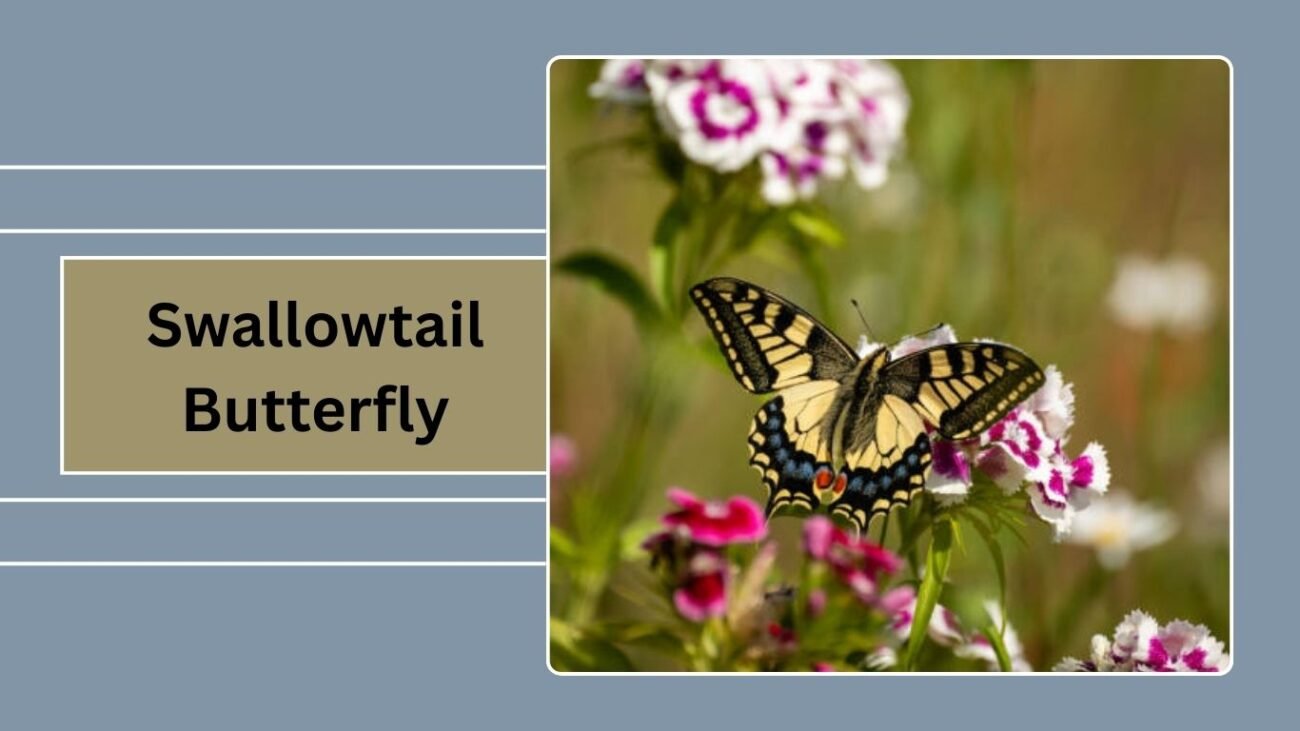 Swallowtail Butterfly