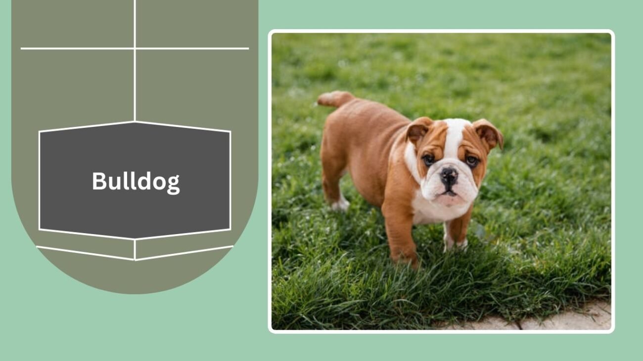 Bulldog