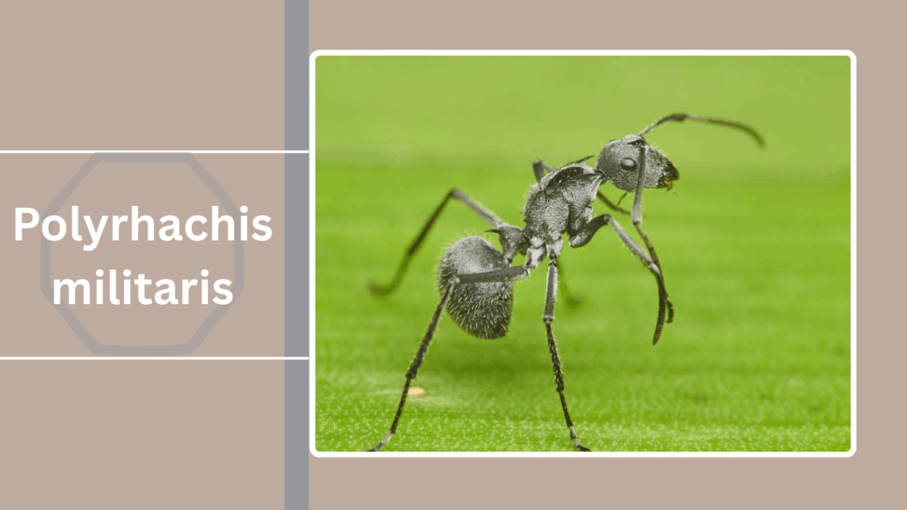 Polyrhachis militaris