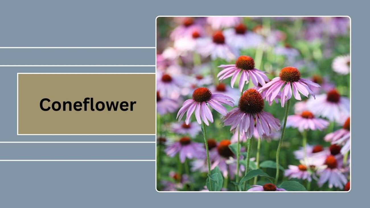 Coneflower (Echinacea)