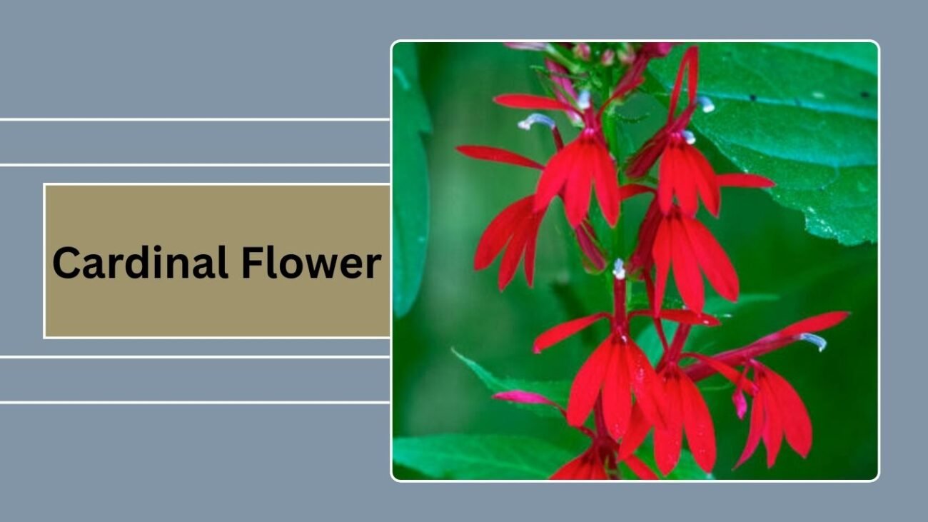 Cardinal Flower