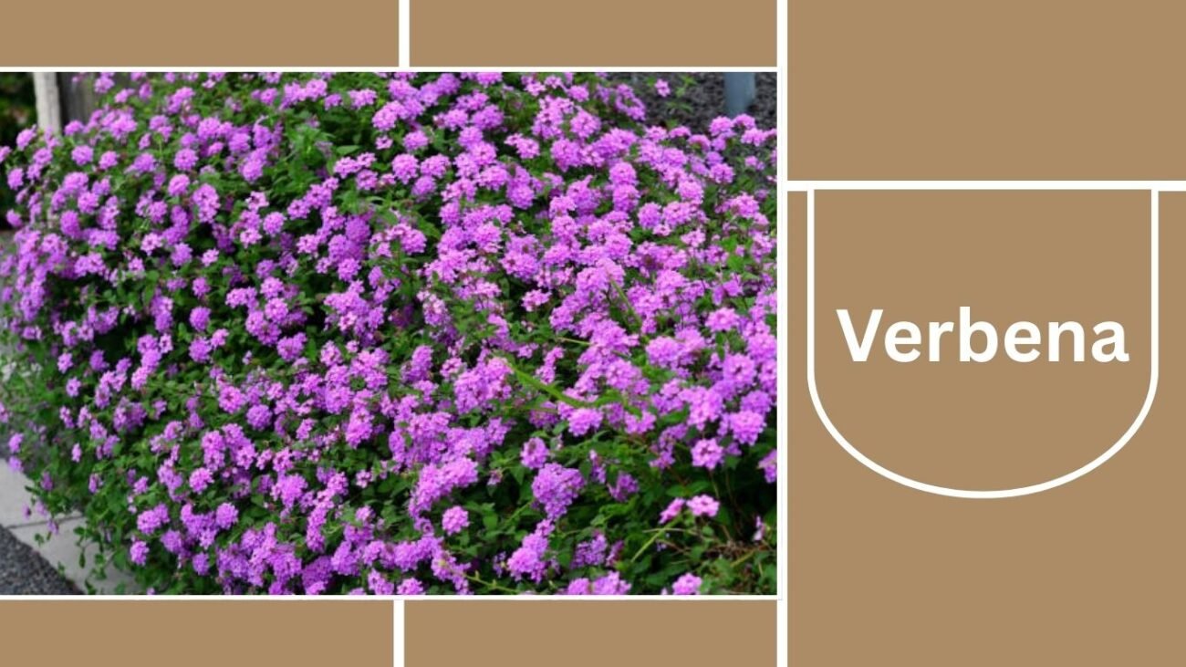 Verbena