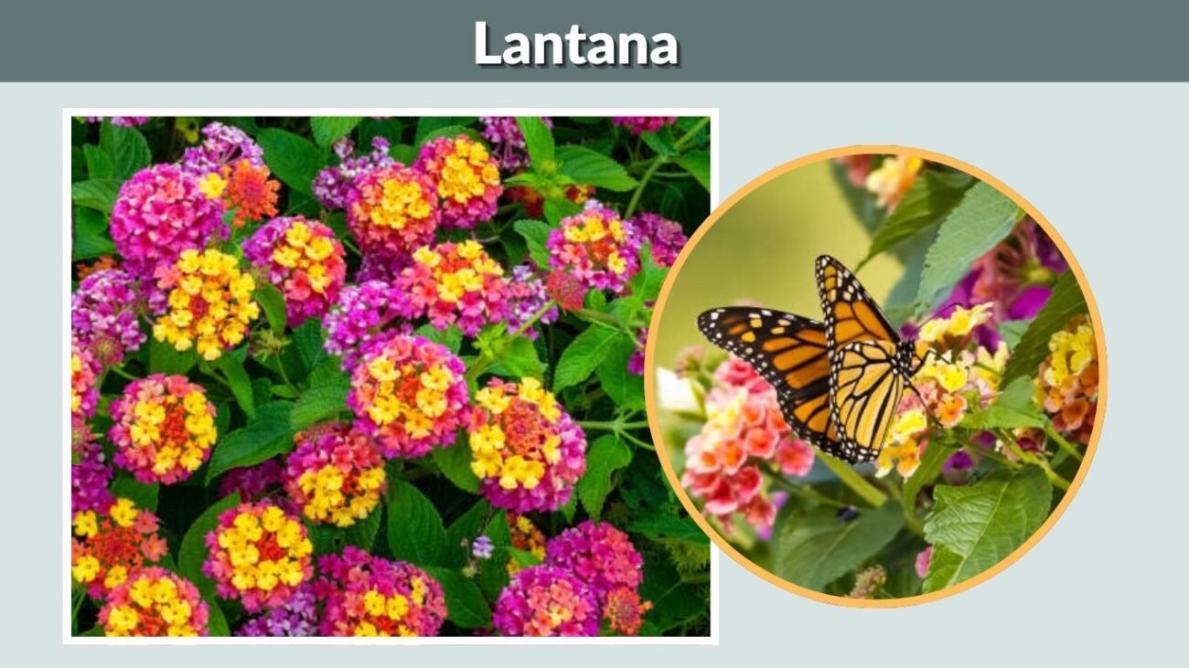 Lantana