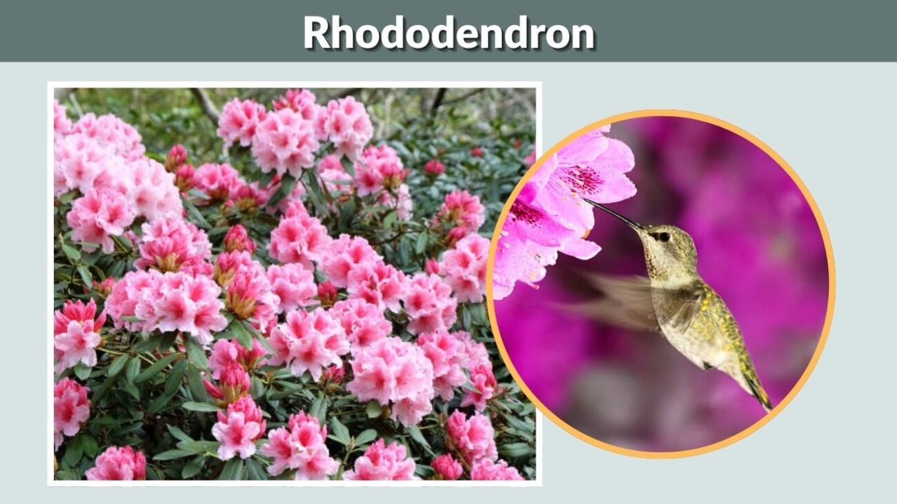 Rhododendron