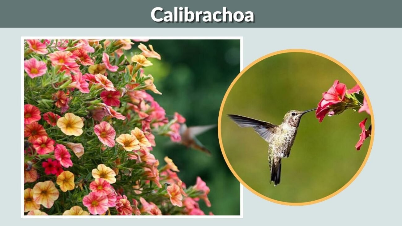 Calibrachoa (Million Bells)