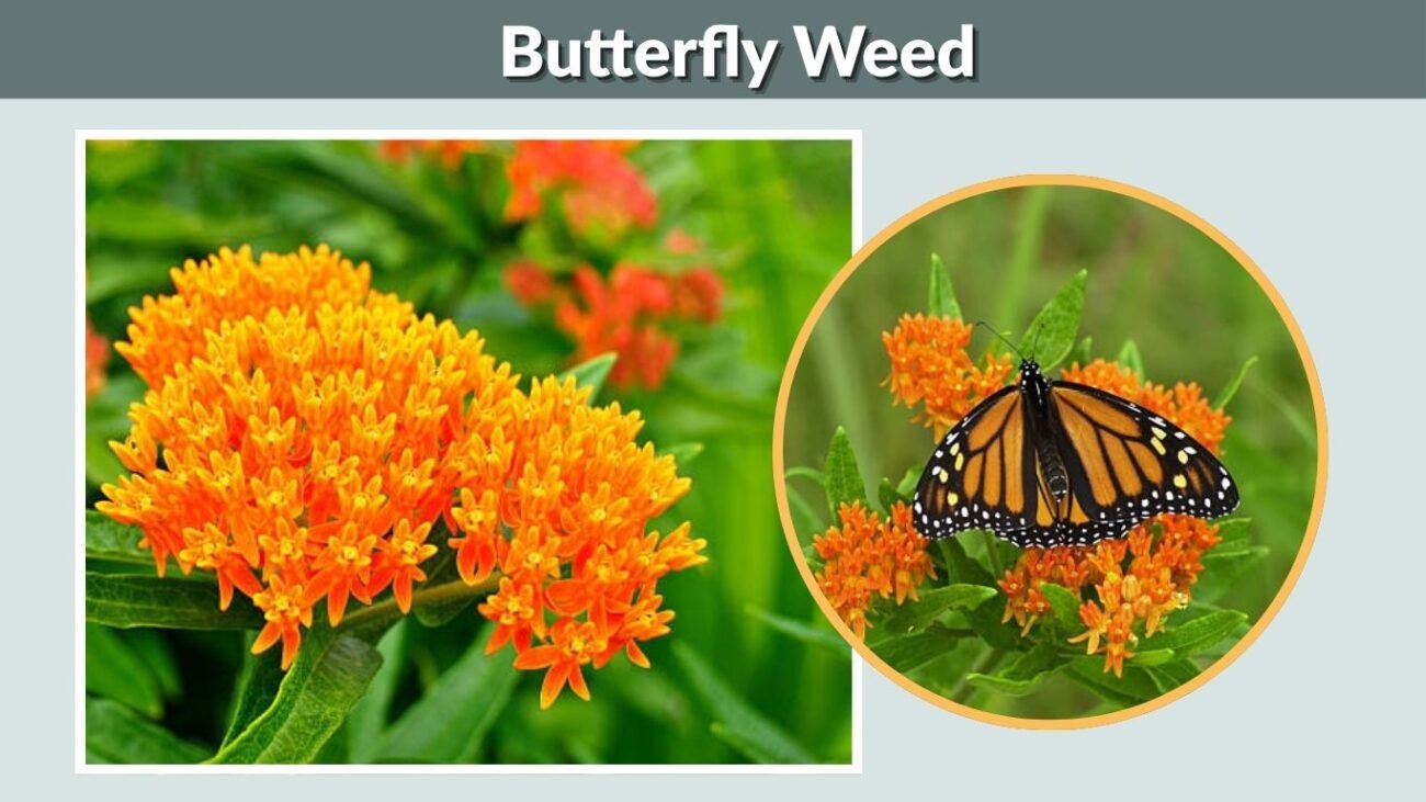 Butterfly Weed (Asclepias tuberosa)