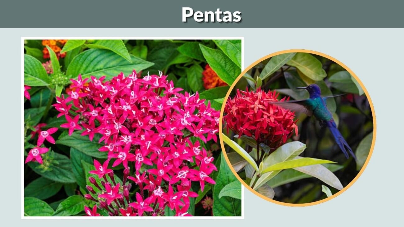 Pentas