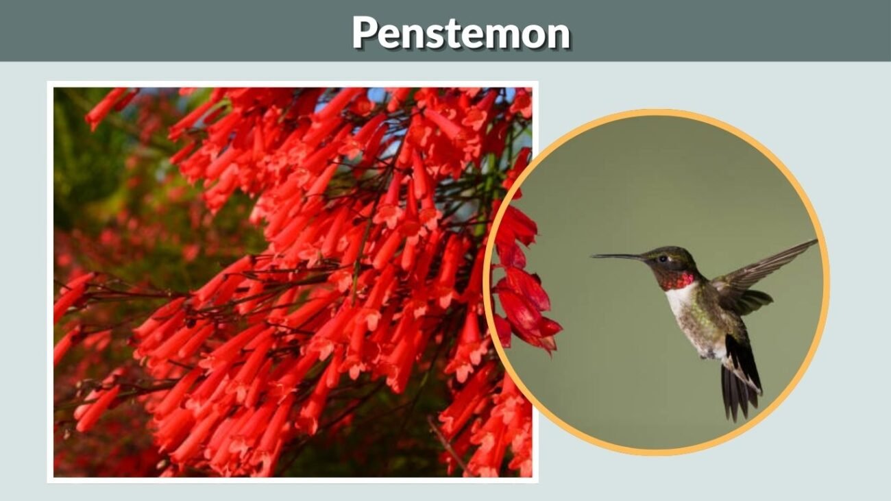 Penstemon