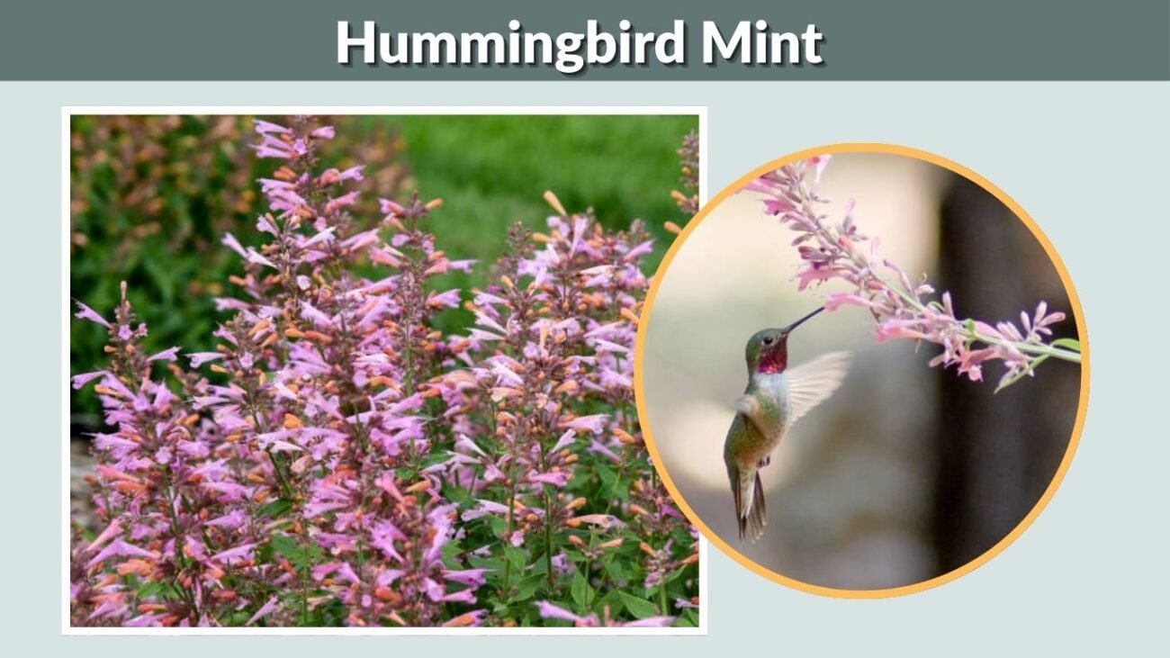  Hummingbird Mint (Agastache)