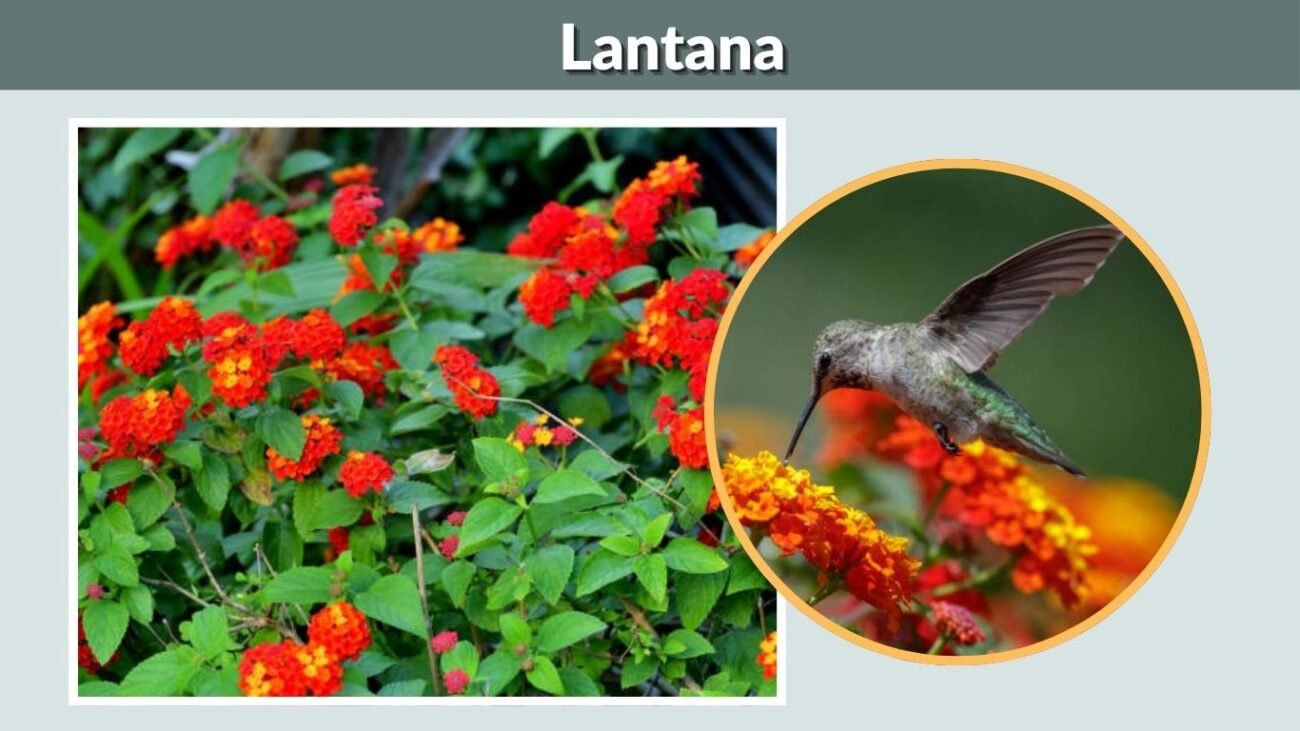 Lantana